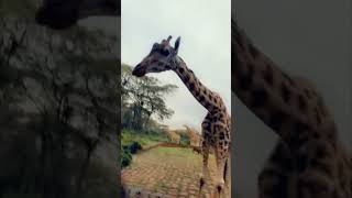 Wild Giraffe Refuses to Take a Selfie with a Lady