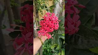 garden tour - home garden tour - flower garden tour - tour of small garden - garden tour videos