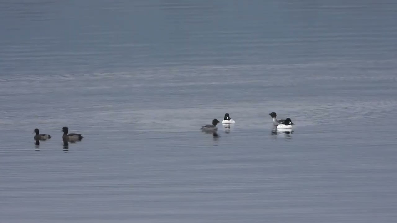 Goldeneye duck Lough Leane Killarney 