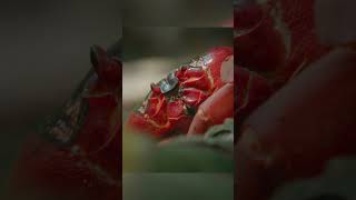 миграция крабов #animals #animalshorts #животные #shortvideo #shorts #рекомендации #полезнознать