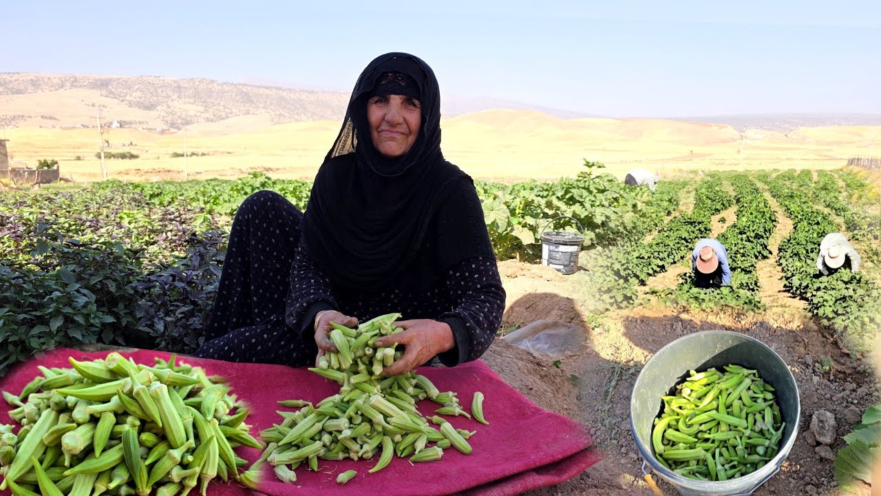 IRAN VILLAGE LIFE: A day at the Okra farm and cooking Kurdish okra dish | rural cuisine | ILAM 