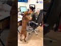 Let This Dog Go To Grandma&rsquo;s House PLEASE! | Dodo Kids | Short