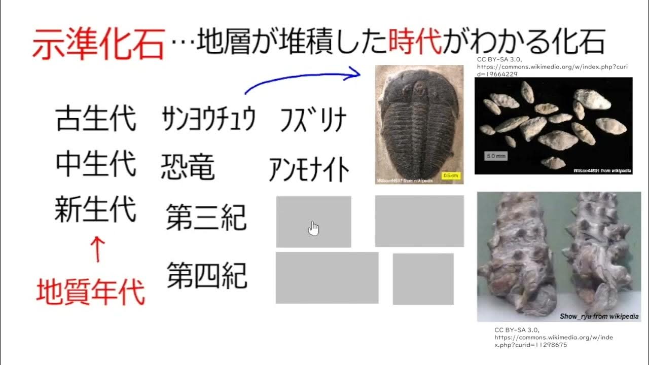 示相化石、示準化石 YouTube 示相化石、示準化石 YouTube