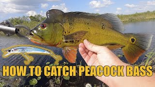 How to catch peacock bass in the Florida Everglades
