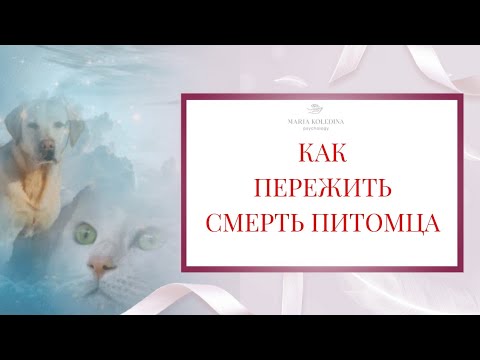 Как пережить смерть питомца. Утрата домашнего животного. Как справиться с горем?