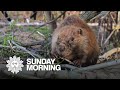 Beavers: A rodent success story