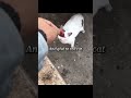 Mery video ko ziada sy ziada like or share karo taky ma isi tarha in cats help karta rahu