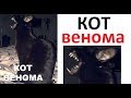 Лютые приколы. Кот ВЕНОМА...