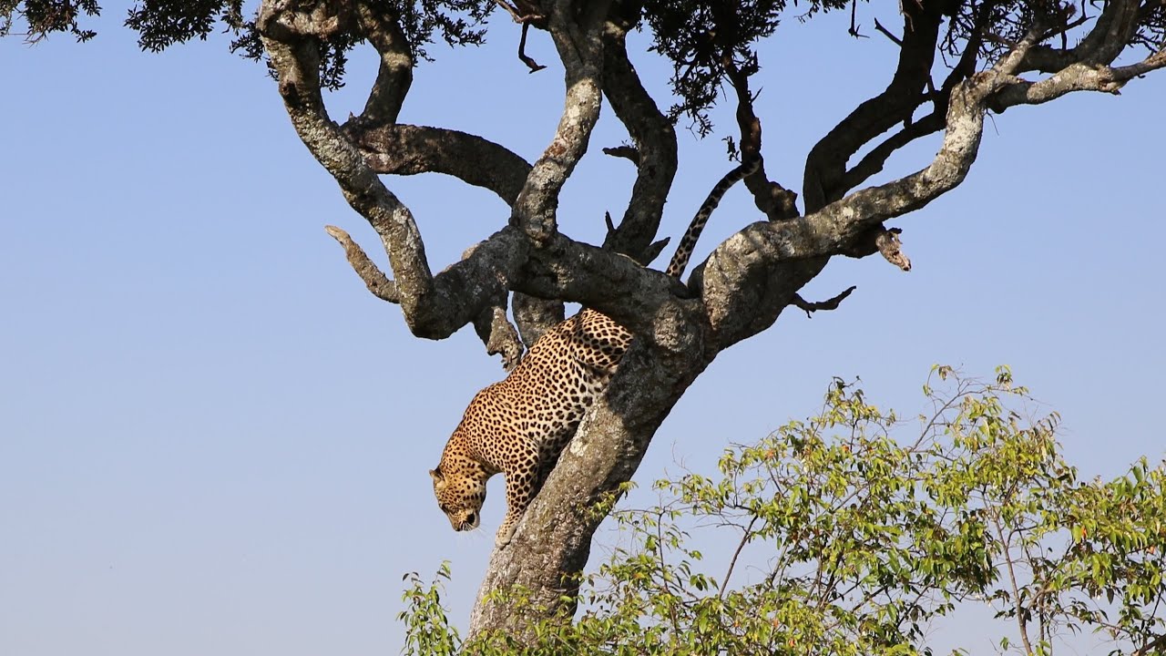 AFRICAN SAFARI | MAASAI MARA, KENYA Part 3
