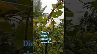 Download Lagu diam yg elegan #yukberdoa #pertanian #agrikultur #doamustajab MP3