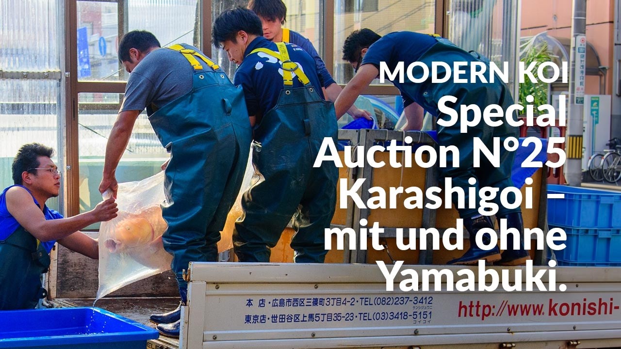 Alle Koi aus der Special Auction No. 25  im Detail erklärt  | Konishi Koi News