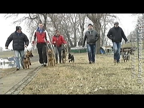 Video: Pasma Pasa Leonberger Hipoalergijska, Zdravlje I životni Vijek