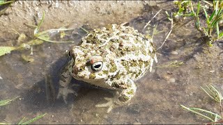 El sapo corredor o bufo calamita.  Epidalea calamita