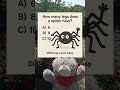 How many legs does a spider has?