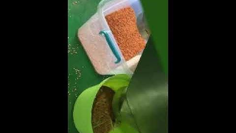 red lentil second time color sorting