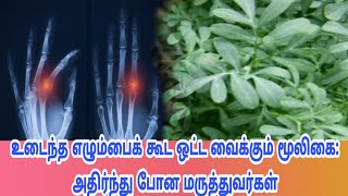 உடைந்த எழும்பைக் கூட ஒட்ட வைக்கும் மூலிகை:அதிர்ந்து போன மருத்துவர்கள்