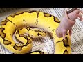 Ball Python Feeding Gone Wrong!