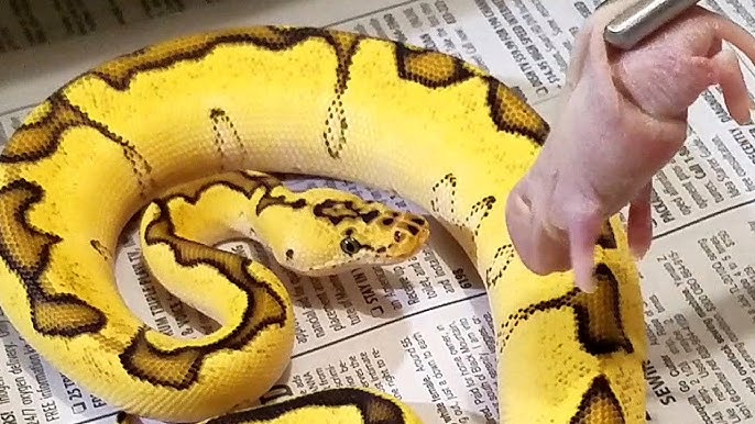 Ball Python Feeding | New Paper For Bedding - Youtube