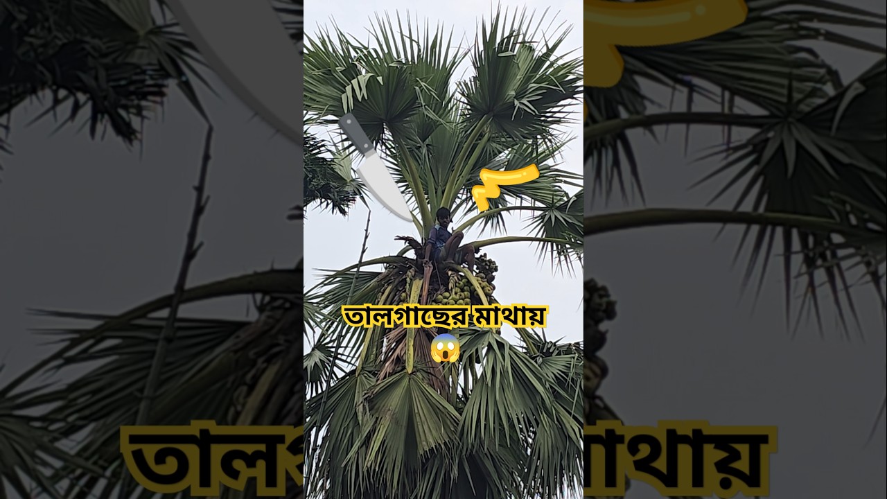 palm tree cutting ice apple 😱🔪 