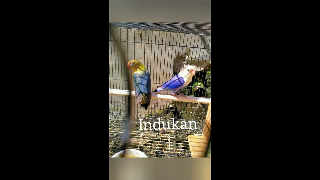 Indukan penghasil PB Vio 