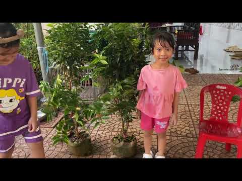 Video 13/9 táo tào siêu đẹp . Nho Than gỗ đủ loai .chà là... - youtube