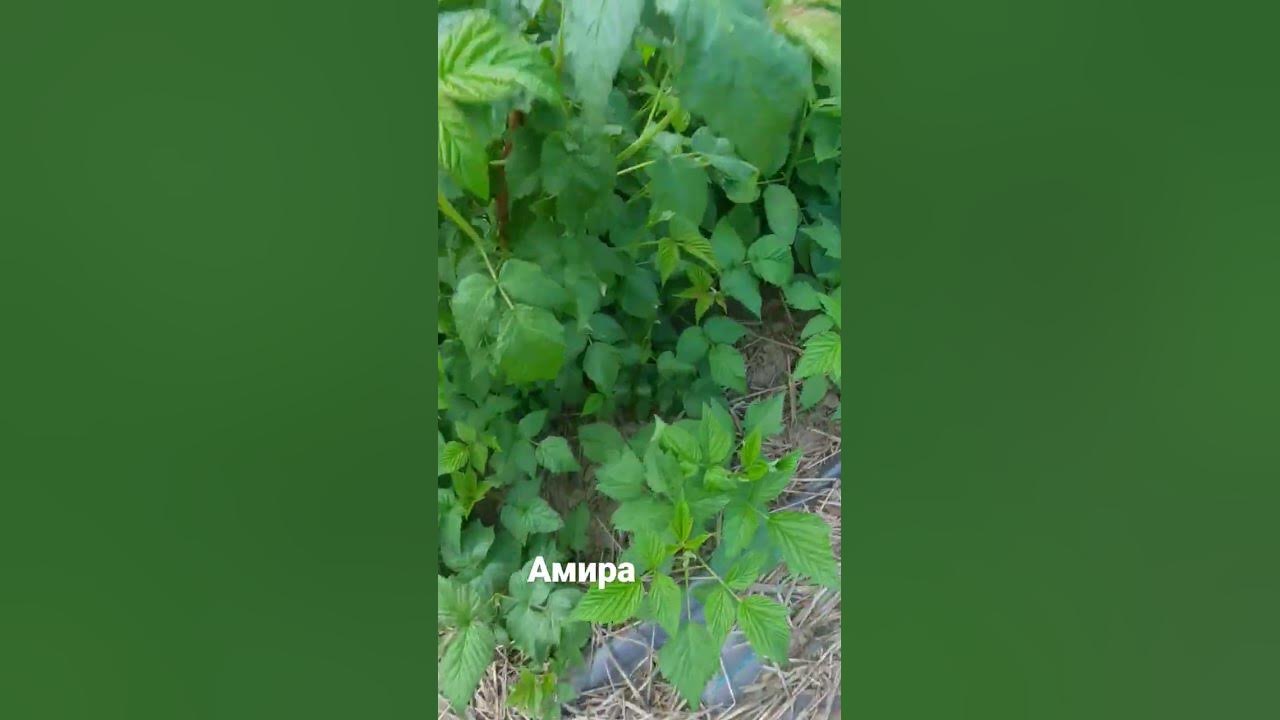 #малина амира - YouTube
