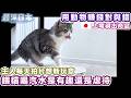 【最深日本】領養小貓拍YouTube 2年便買新屋的一戶建 | 每天拍片找新題材是否導致懷疑虐貓的主要原因？ 希望Mochimaru有幸福的生活【浮世論】