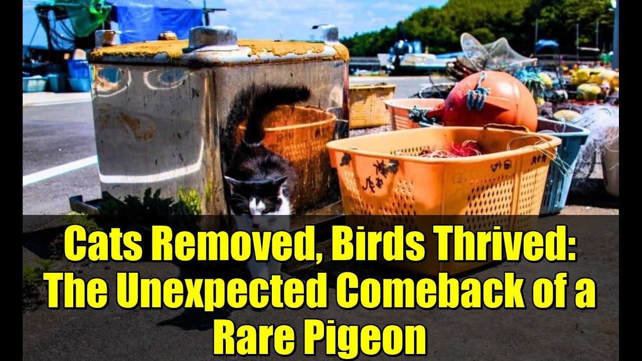 Cats Removed, Birds Thrived: The Unexpected Comeback of a Rare Pigeon