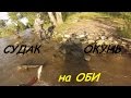 Рыбалка на судака и окуня на классику на Оби. Как вязать классику.