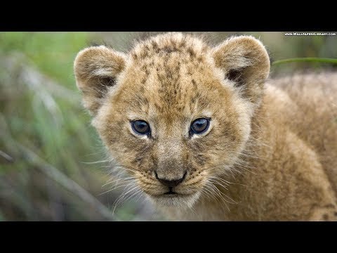 Leo Rojas - Circle Of Life - (Pan Flute Music)