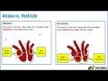 Cardiovascular Science: Heart Chambers and Valves