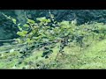 look at our kiwi farm 😝😝🤪