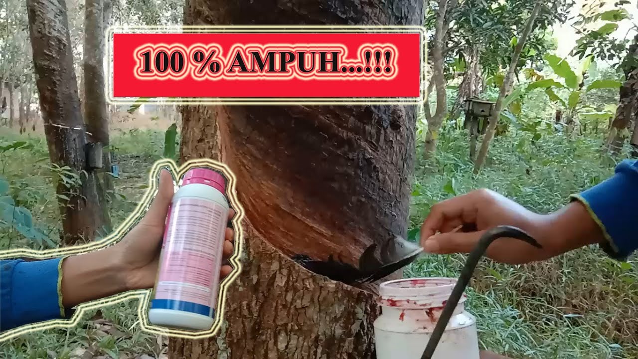 Cara agar pohon karet mengeluarkan getah berlimpah, 100% dijamin ampuh