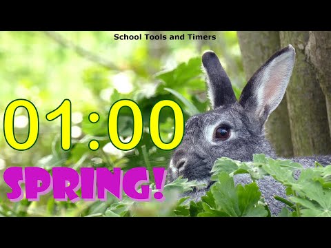 1 Minute Countdown Timer - Springtime Rabbit! 🐰