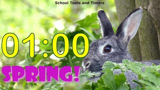 1 Minute Countdown Timer - Springtime Rabbit! 🐰