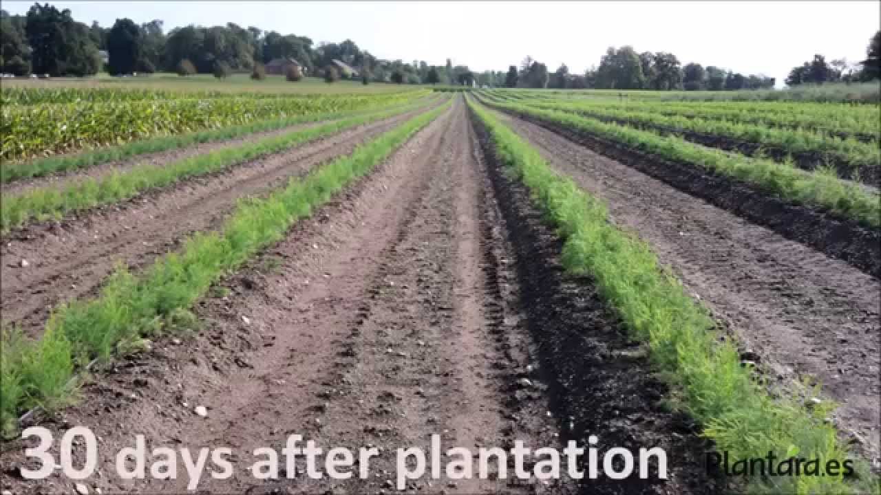 ASPARAGUS PLANTS PLANTATION MANUAL PLANTATION PLANTARA, PLANTS