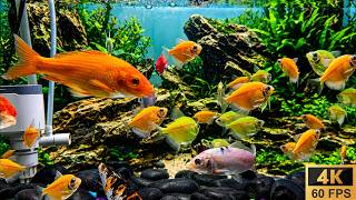 Deep Relaxation 4K Fish Tank • Soft Ambient Melodies & Organic Water Noise to Calm Your Mind screenshot 5