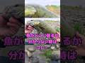 魚に見つけてもらいやすい超強アピールワーム #bassfishing #バス釣り #fishing #smallmouthbass #釣り #u1tv