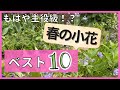《春の小花ベスト１０》主役級の可愛さ！見ているだけでも癒される小花特集！