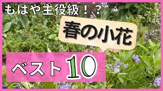 《春の小花ベスト１０》主役級の可愛さ！見ているだけでも癒される小花特集！