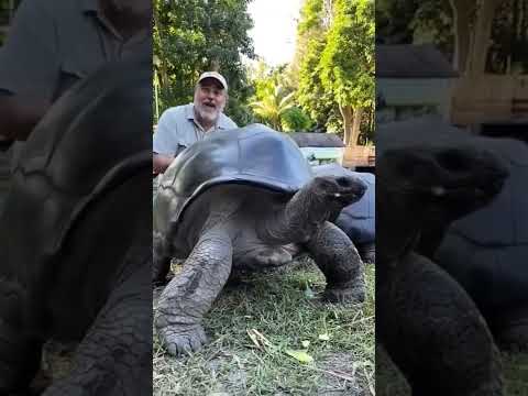 اكبر سلحفاة حول العالم  قصص متنسوش الاشتراك لكل جديد