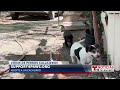 Rescatistas del este del Valle de Coachella abrumados por perros abandonados