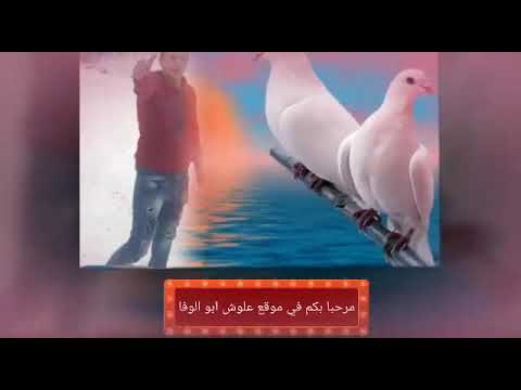 اغنيه وائل كفوري عيد العشاق حصريا من موقع علوش ابو الوفا في 2018