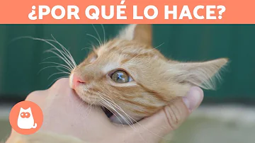 ¿Por qué mi gato me lame después de ducharme?