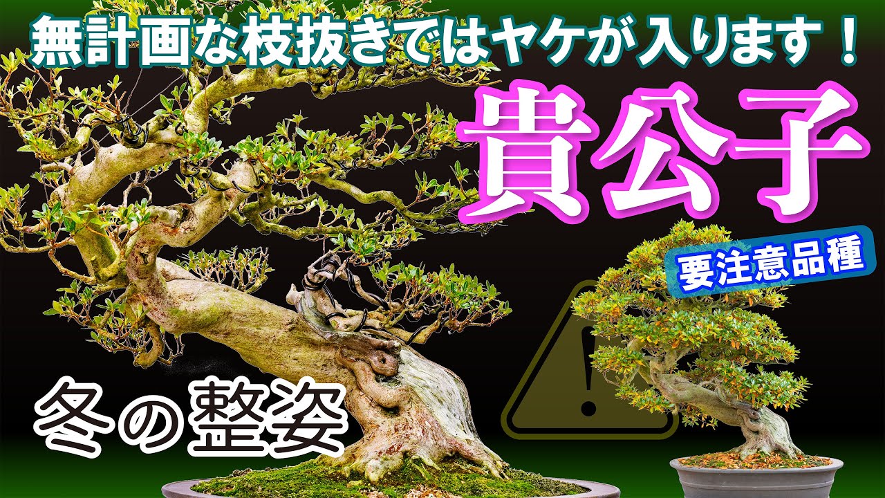 要注意品種　貴公子（きこうし）冬の整姿