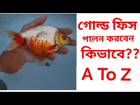 ভিডিও: কীভাবে ফিশ ডোনাট তৈরি করবেন