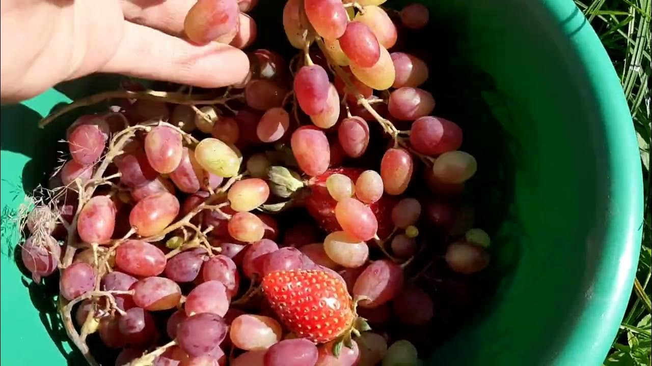 Как выбрать сорт винограда для посадки у себя! #кодрянка #азия # ...
