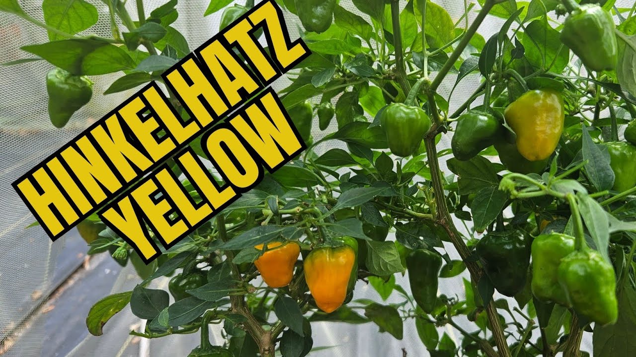 Hinkelhatz Yellow Review