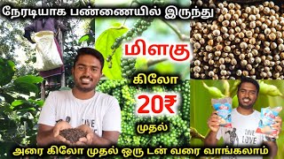 ஒரு கிலோ மிளகு வெறும் 20 ரூபாய் முதல் 🤯|| Pepper Direct From Former