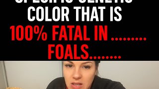 SPECIFIC GENETIC COLOR THAT IS 100% FATAL IN FOALS.This will blow your mind if you have never heard  Realistic Horse Genetics Lethal White Syndrome